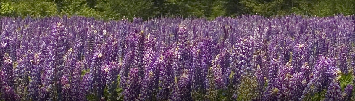 Purple flowers in a field.